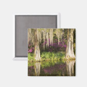 VS, South Carolina, Charleston. Cypress Trees Magneet (Voorkant / Achterkant)
