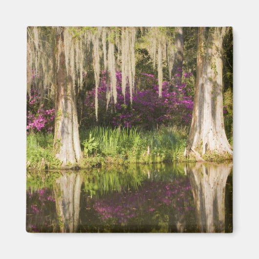 VS, South Carolina, Charleston. Cypress Trees Magneet (Voorkant)