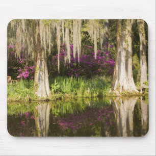 VS, South Carolina, Charleston. Cypress Trees Muismat