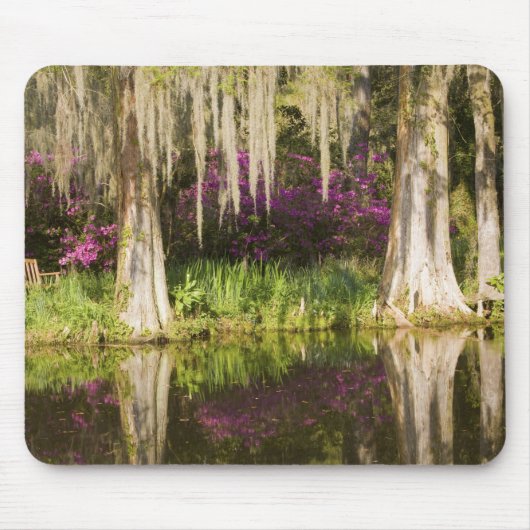 VS, South Carolina, Charleston. Cypress Trees Muismat (Voorkant)
