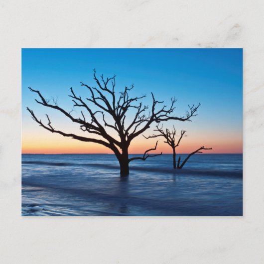 VS, South Carolina, Edisto Island, Botany Bay Briefkaart (Voorkant)