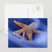 VS, South Carolina, Hilton Head Island. Twee Briefkaart (Voorkant / Achterkant)