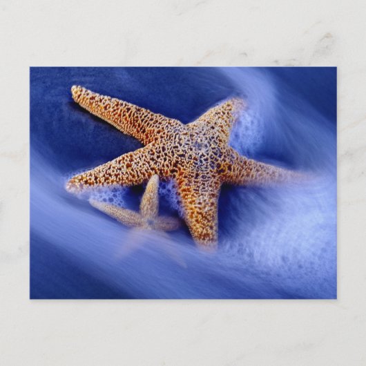 VS, South Carolina, Hilton Head Island. Twee Briefkaart (Voorkant)