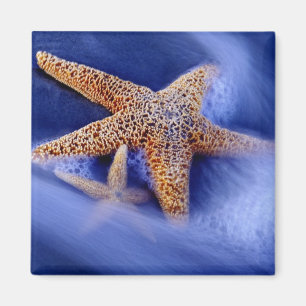 VS, South Carolina, Hilton Head Island. Twee Magneet