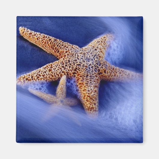 VS, South Carolina, Hilton Head Island. Twee Magneet (Voorkant)