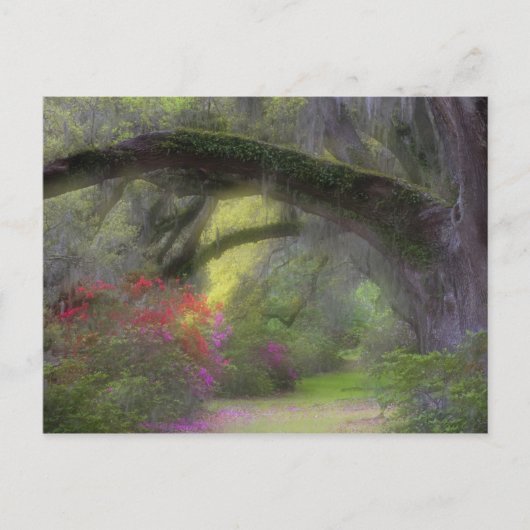 VS, South Carolina, Magnolia Gardens. Briefkaart (Voorkant)