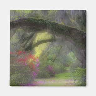 VS, South Carolina, Magnolia Gardens. Magneet