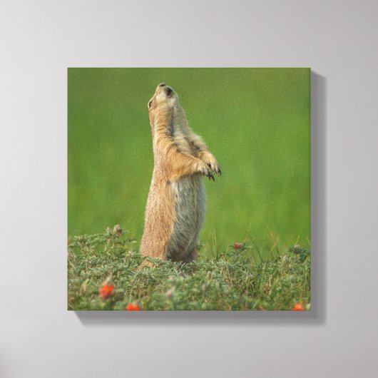 VS, South Dakota, Custer State Park Canvas Afdruk (Voorkant)