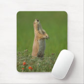 VS, South Dakota, Custer State Park Muismat (Met muis)
