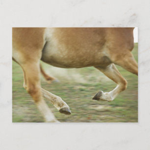 VS, staat New York, Hudson, paarden die binnenlope Briefkaart