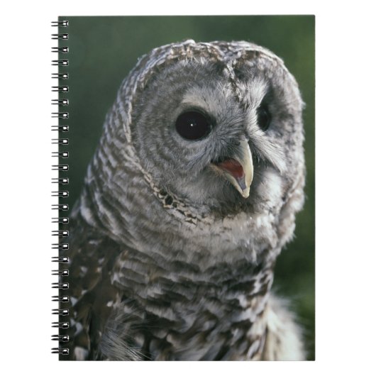 VS, staat Washington. Barred Owl (Strix varia) Notitieboek (Voorkant)