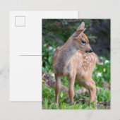 VS, staat Washington. Blacktail Deer Fawn Briefkaart (Voorkant / Achterkant)