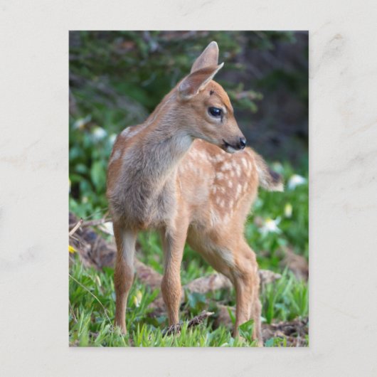 VS, staat Washington. Blacktail Deer Fawn Briefkaart (Voorkant)