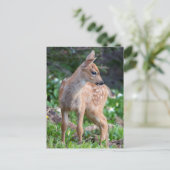 VS, staat Washington. Blacktail Deer Fawn Briefkaart (Staand voorkant)