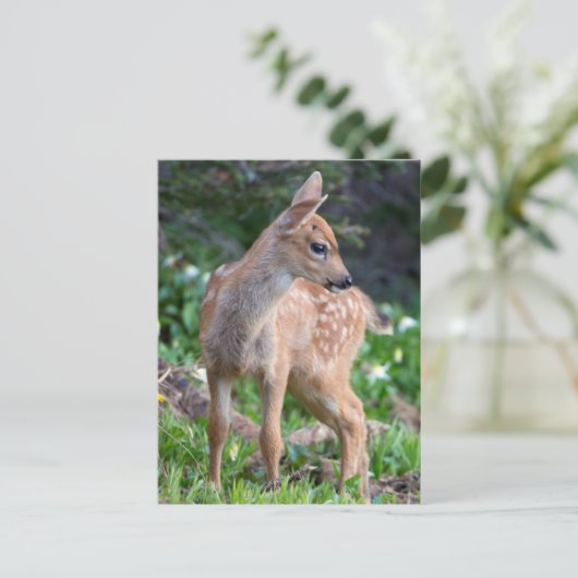 VS, staat Washington. Blacktail Deer Fawn Briefkaart (Staand voorkant)