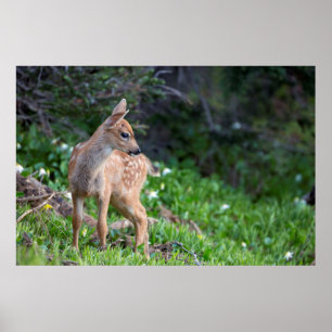 VS, staat Washington. Blacktail Deer Fawn Poster