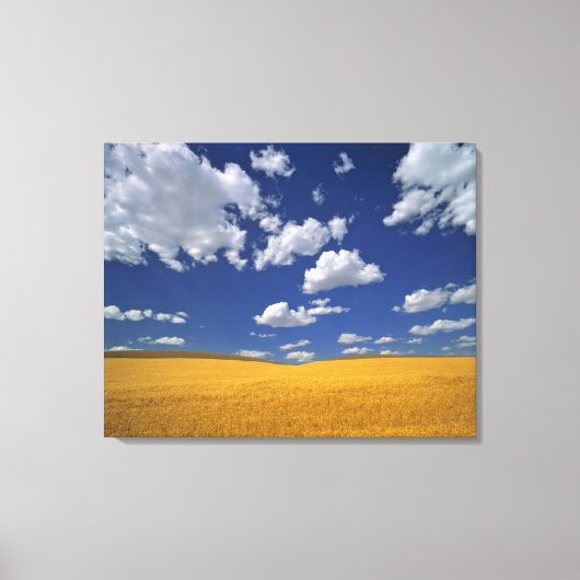 VS, staat Washington, Colfax. Rijpe gerst ontmoet Canvas Afdruk (Voorkant)