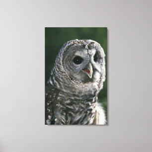 VS, staat Washington. Gestreepte bosuil (Strix var Canvas Afdruk