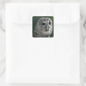 VS, staat Washington. Gestreepte bosuil (Strix var Vierkante Sticker (Tas)