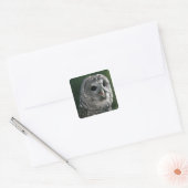 VS, staat Washington. Gestreepte bosuil (Strix var Vierkante Sticker (Envelop)