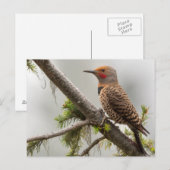 VS, staat Washington. Mannelijke Noordelijke Zeefl Briefkaart (Voorkant / Achterkant)