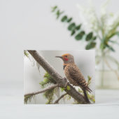 VS, staat Washington. Mannelijke Noordelijke Zeefl Briefkaart (Staand voorkant)