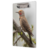 VS, staat Washington. Mannelijke Noordelijke Zeefl Klembord (Links)