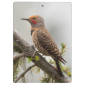 VS, staat Washington. Mannelijke Noordelijke Zeefl Klembord (Achterkant)