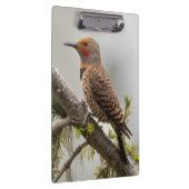 VS, staat Washington. Mannelijke Noordelijke Zeefl Klembord (Rechts)