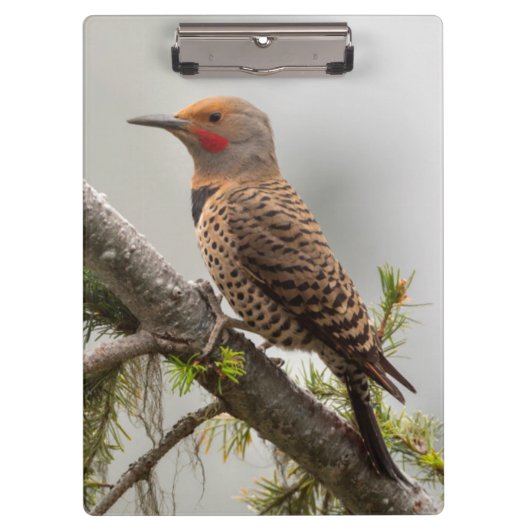 VS, staat Washington. Mannelijke Noordelijke Zeefl Klembord (Voorkant)