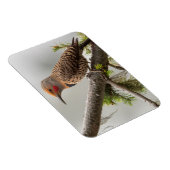 VS, staat Washington. Mannelijke Noordelijke Zeefl Magneet (Rechterzijde)