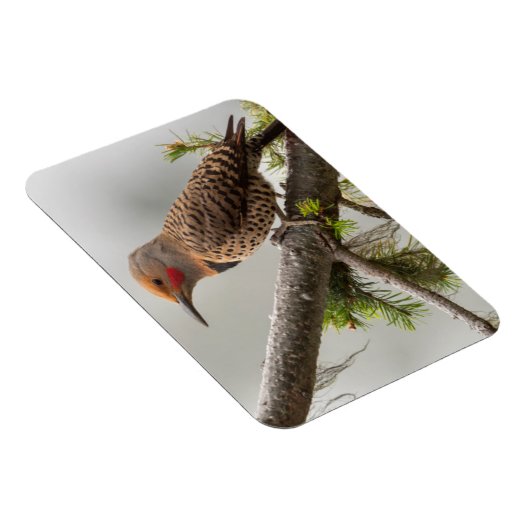 VS, staat Washington. Mannelijke Noordelijke Zeefl Magneet (Rechterzijde)