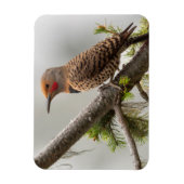 VS, staat Washington. Mannelijke Noordelijke Zeefl Magneet (Verticaal)