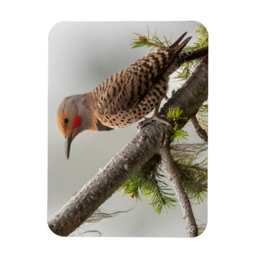 VS, staat Washington. Mannelijke Noordelijke Zeefl Magneet (Verticaal)