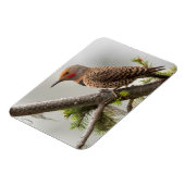 VS, staat Washington. Mannelijke Noordelijke Zeefl Magneet (Linkerzijde)