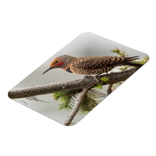 VS, staat Washington. Mannelijke Noordelijke Zeefl Magneet (Linkerzijde)