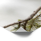 VS, staat Washington. Mannelijke Noordelijke Zeefl Poster (Hoek)