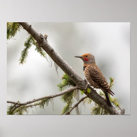 VS, staat Washington. Mannelijke Noordelijke Zeefl Poster (Voorkant)