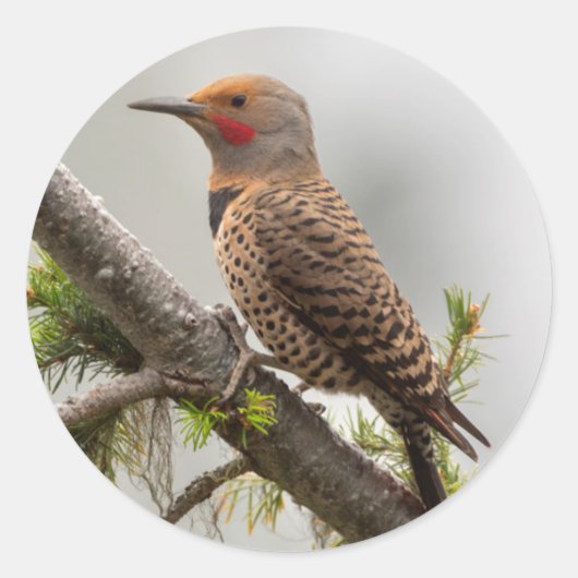 VS, staat Washington. Mannelijke Noordelijke Zeefl Ronde Sticker (Voorkant)