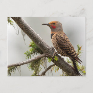 VS, staat Washington. Mannelijke Northern Flicker Briefkaart