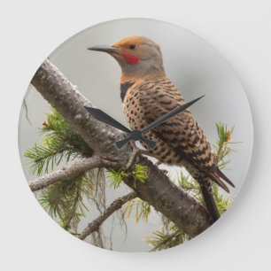 VS, Staat Washington. Mannelijke Northern Flicker  Grote Klok