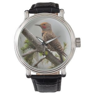 VS, staat Washington. Mannelijke Northern Flicker Horloge