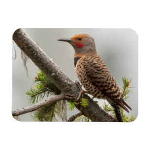 VS, staat Washington. Mannelijke Northern Flicker  Magneet