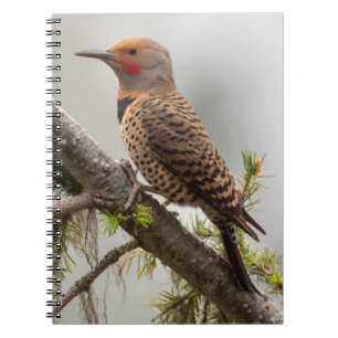 VS, staat Washington. Mannelijke Northern Flicker  Notitieboek