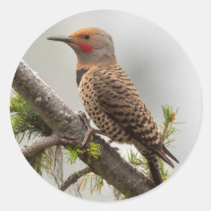VS, Staat Washington. Mannelijke Northern Flicker Ronde Sticker