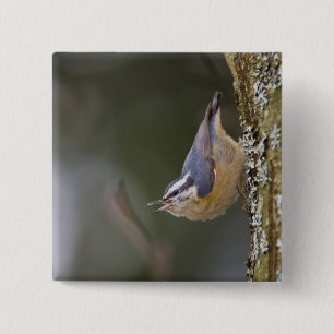 VS, staat Washington, roodborstboomklever, Vierkante Button 5,1 Cm