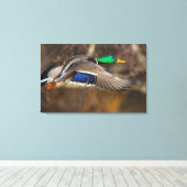 VS, staat Washington, Wilde Eend, mannetje, vlucht Canvas Afdruk (Insitu (Houten vloer))