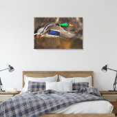 VS, staat Washington, Wilde Eend, mannetje, vlucht Canvas Afdruk (Insitu (Slaapkamer))
