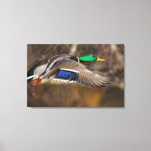 VS, staat Washington, Wilde Eend, mannetje, vlucht Canvas Afdruk (Voorkant)