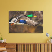 VS, staat Washington, Wilde Eend, mannetje, vlucht Canvas Afdruk (Insitu (Woonkamer))